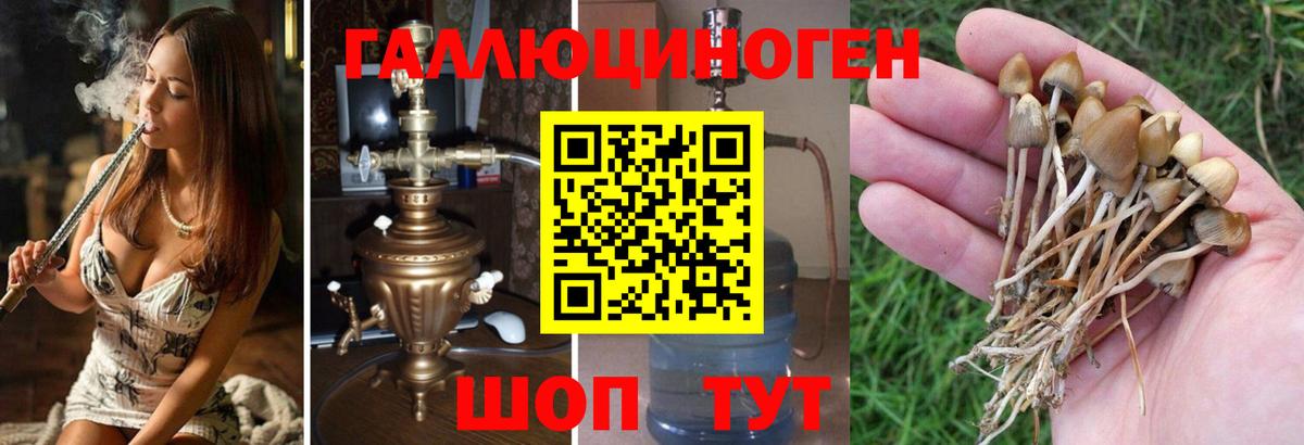 Клин  Галлюциногенные грибы Psilocybe  Вход с VPN  Галлюциногенные грибы прущие грибы 